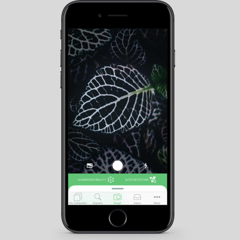 La Mejor App para Identificar Plantas a Través de Fotos