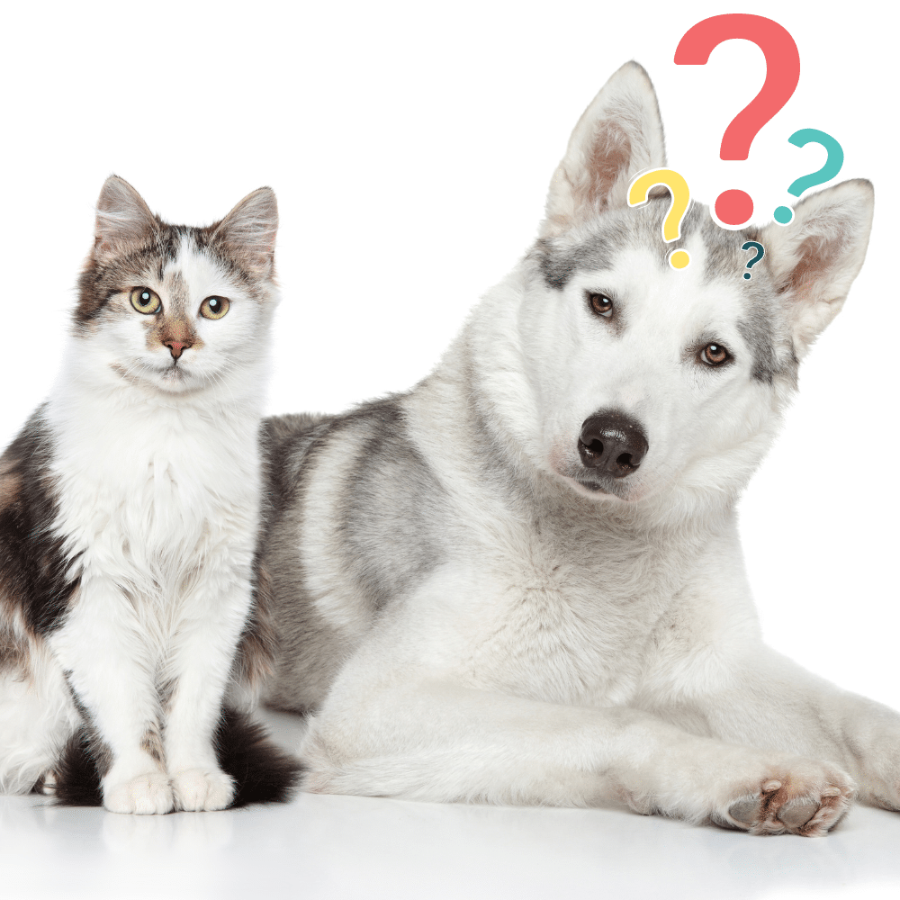 Descubre lo que tus Mascotas Quieren Decirte