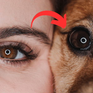 Descubre qué Animal Eres con esta Aplicación