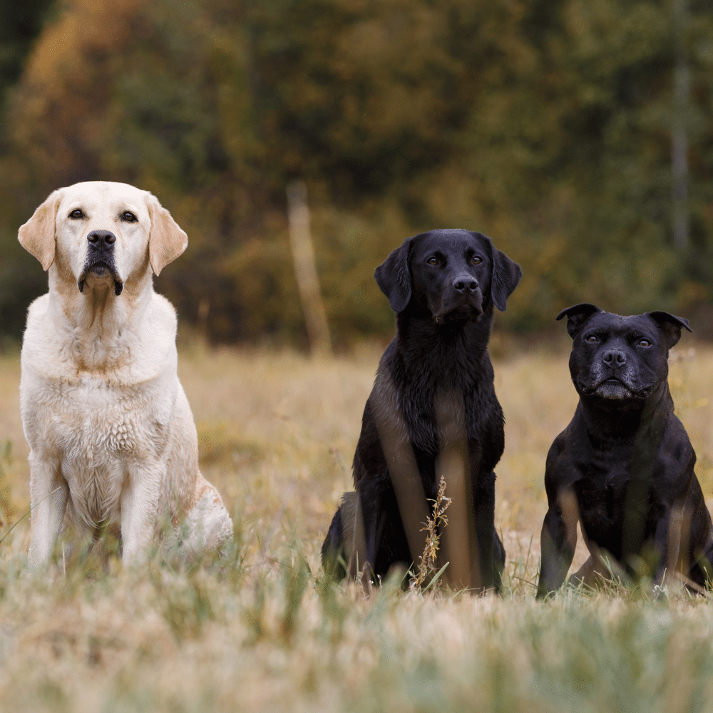 La App que Revoluciona la Identificación de Razas Caninas