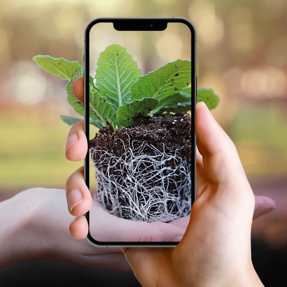 PlantNet: La Revolución en la Identificación de Plantas