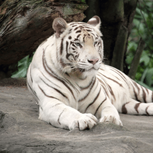 Descubre tu Animal Interior con What Animal Are You?