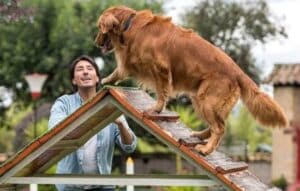La Mejor Herramienta para Adiestrar a Tu Mascota
